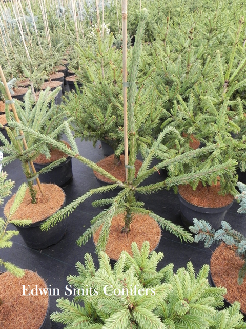 Picea abies 'Blast'